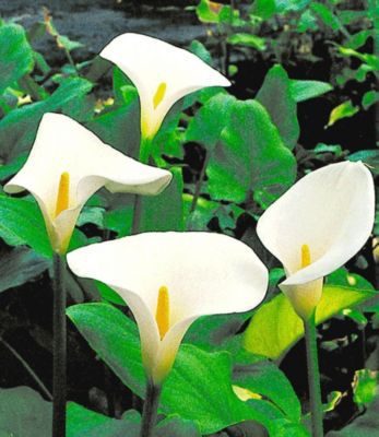 Sumpf-Calla,3 St. Calla palustris von GartenXXL auf blumen.de