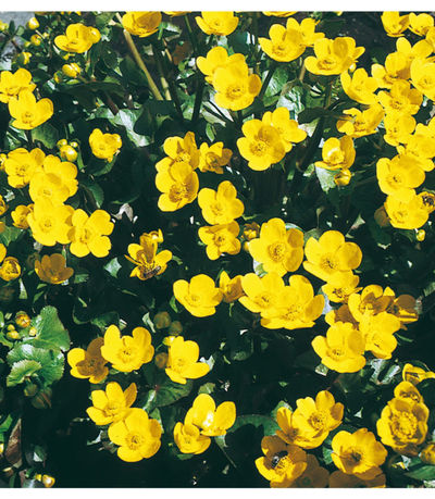 Sumpfdotterblume  von gartenHELDEN auf blumen.de