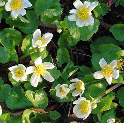 Sumpfdotterblume Alba von Nr-01 Pflanzenversand auf blumen.de