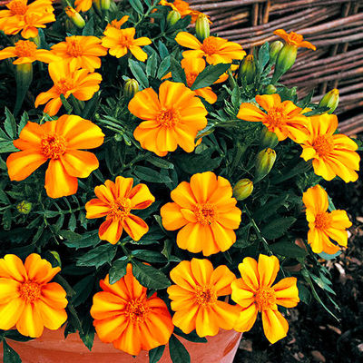 Tagetes Bambino Orange von Gärtner Pötschke auf blumen.de