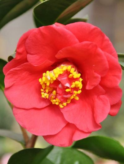 Teestrauch - Camelia japonica - April Tryst von Der Palmenmann auf blumen.de