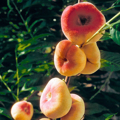 Teller-Pfirsich Saturne, 2-jährig von Gärtner Pötschke auf blumen.de