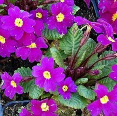 Teppich Primel von Nr-01 Pflanzenversand auf blumen.de