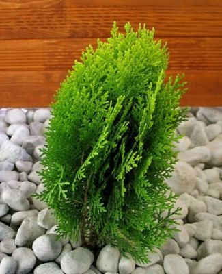 Thuja 