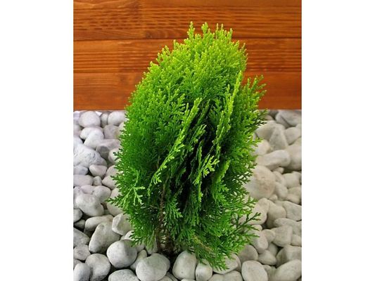 Thuja Aurea Nana® von Lidl Blumen auf blumen.de