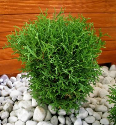 Thuja 