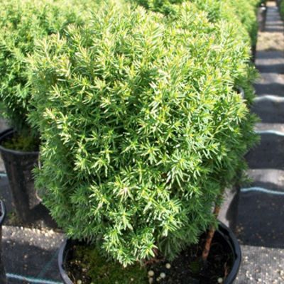 Thuja occidentalis 'Teddy'  von Gartengruen-24 auf blumen.de