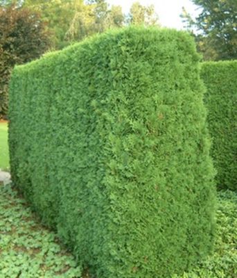 Thuja Säulen-Lebensbaum - Columna Auslese von BALDUR-Garten auf blumen.de