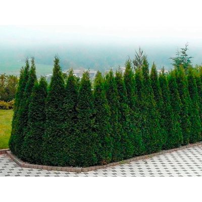 Thuja Smaragd von OBI auf blumen.de