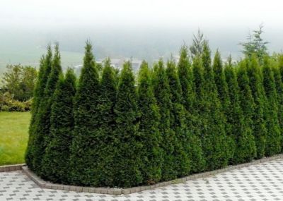 Thuja Smaragd von GartenXXL auf blumen.de