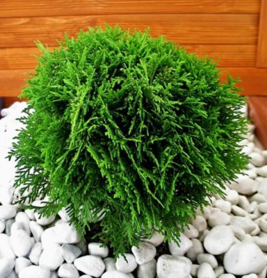 Thuja 