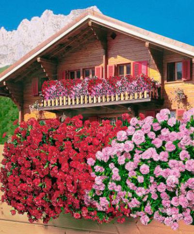 Tiroler Hängenelken von Bakker auf blumen.de