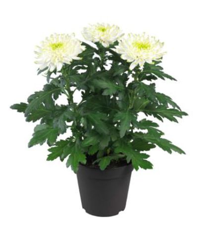 Topf-Chrysantheme Chrysanne® 'Zembla Lime' von Bakker auf blumen.de