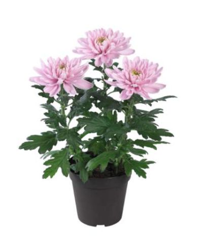 Topf-Chrysantheme Chrysanne® von Bakker auf blumen.de