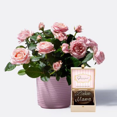 Topfrose Infinity® in Rosa mit Übertopf von Blume2000.de auf Blumen.de  kaufen