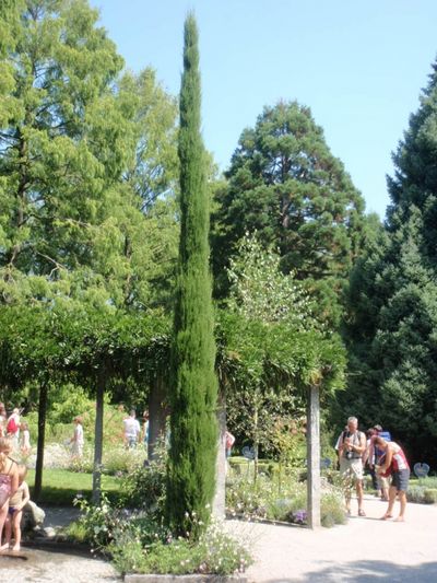 Toskana Zypresse, Cupressus sempervirens von Der Palmenmann auf blumen.de