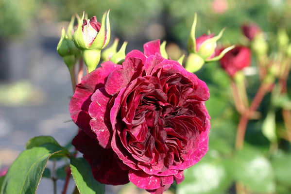 Tradescant® - Wurzelnackte Rose -A- Qualität von Rosen-Direct auf blumen.de