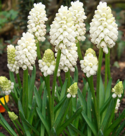 Traubenhyazinthe Botryoides von Gartencenter Koeman auf blumen.de