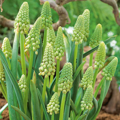 Traubenhyazinthe Green Pearl von Gärtner Pötschke auf blumen.de