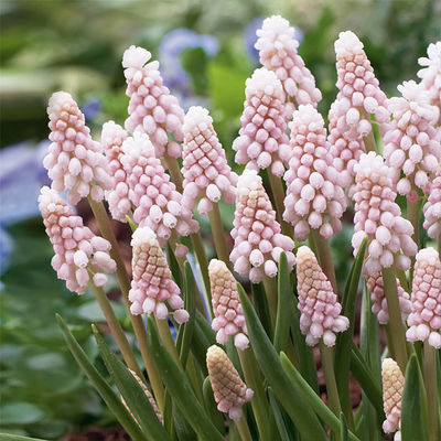 Traubenhyazinthe Pink Sunrise von Gärtner Pötschke auf blumen.de