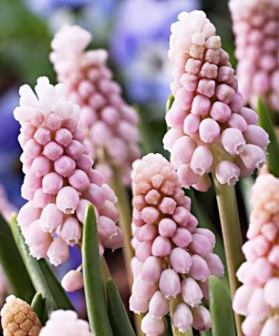 Traubenhyazinthe ‘Pink Surprise’ von Bakker auf blumen.de