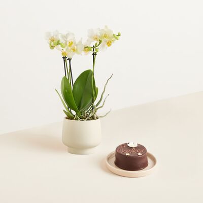 Traumhaft  von Blume2000.de auf blumen.de