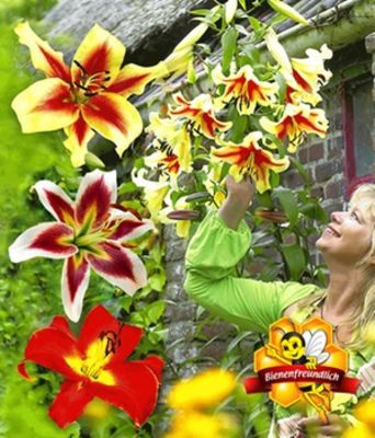 Tree-Lilies - Kollektion von BALDUR-Garten auf blumen.de