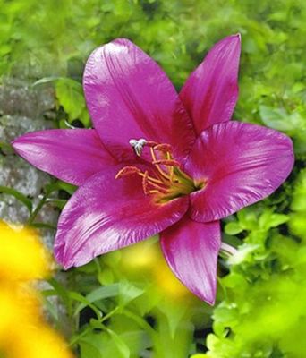 Tree-Lily Purple Prince von BALDUR-Garten auf blumen.de