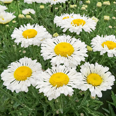 Trompeten-Margerite Real Neat von Gärtner Pötschke auf blumen.de