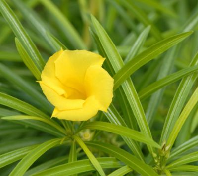 Tropischer Oleander  von Der Palmenmann auf blumen.de