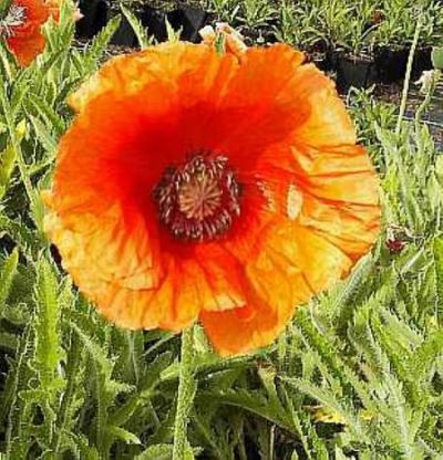 Türkischer Mohn Indian Chief von Nr-01 Pflanzenversand auf blumen.de