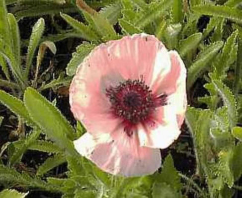 Türkischer Mohn Karine von Nr-01 Pflanzenversand auf blumen.de