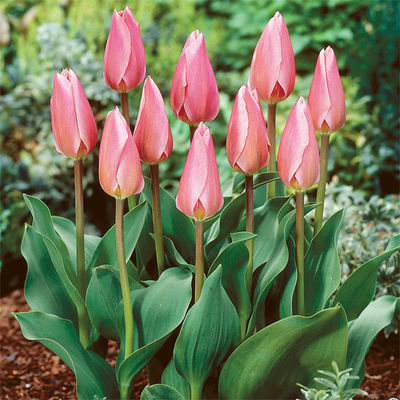 Tulpe Albert Heijn von Gärtner Pötschke auf blumen.de