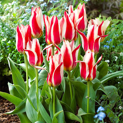 Tulpe Buddy von Gärtner Pötschke auf blumen.de