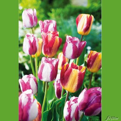 Tulpe ´Colourful Passion´  von Garten Schlüter auf blumen.de