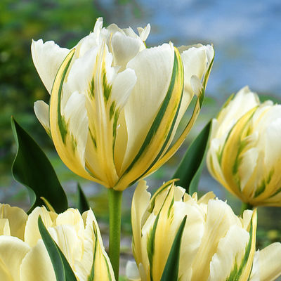 Tulpe Exotic Emperor von Gärtner Pötschke auf blumen.de