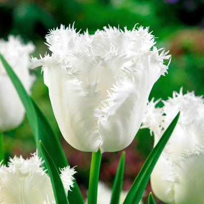 Tulpe Honeymoon von Gärtner Pötschke auf blumen.de