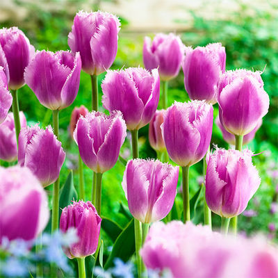 Tulpe Lilac Crystal von Gärtner Pötschke auf blumen.de