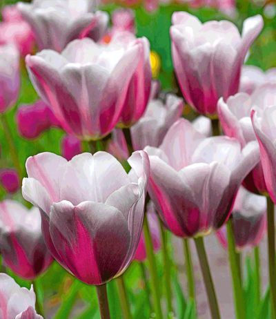 Tulpe ´Mistress Mystic´ von BALDUR-Garten auf blumen.de
