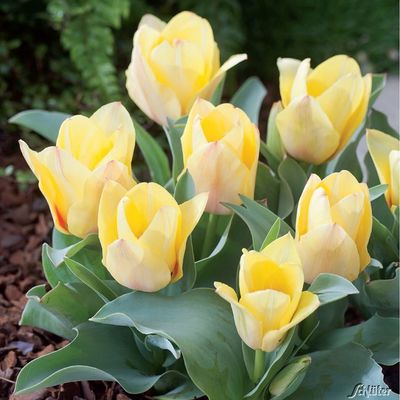 Botanische Tulpe 'Natura Artis Magistra' - 7 Stück von Garten Schlüter auf blumen.de