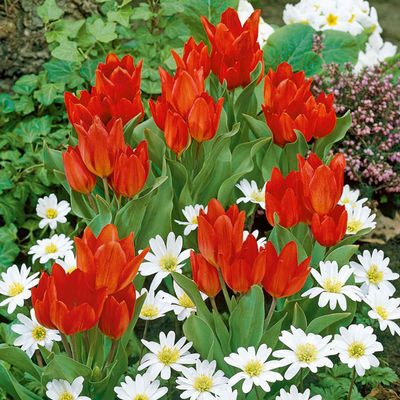 Tulpe Praestans Fusilier von Gärtner Pötschke auf blumen.de