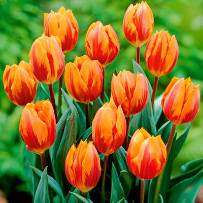 Tulpe Prinzess Irene von Gärtner Pötschke auf blumen.de