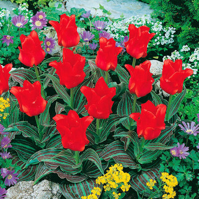 Tulpe Rotkäppchen von Gärtner Pötschke auf blumen.de