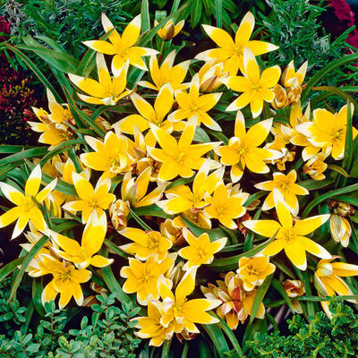 Tulpe Tarda von Gärtner Pötschke auf blumen.de