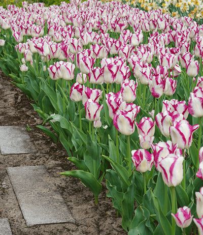 Tulpe ´Triumph Affaire´ von BALDUR-Garten auf blumen.de