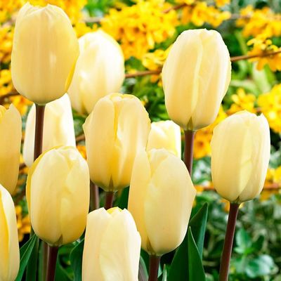 Tulpe Vanilla Cream von Gärtner Pötschke auf blumen.de