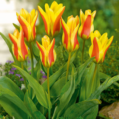 Tulpe Zizou von Gärtner Pötschke auf blumen.de