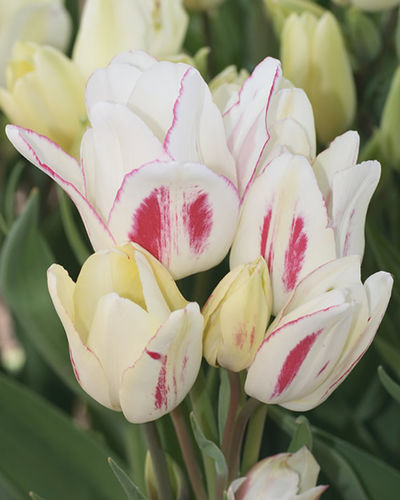 Tulpen Candy Club von Blumenzwiebelnversand auf blumen.de