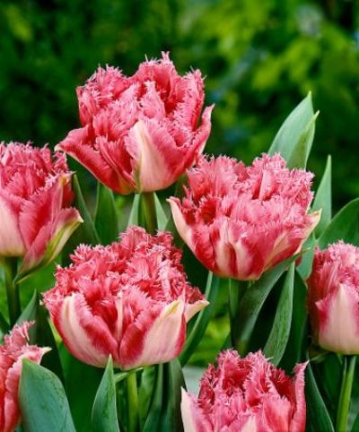 Tulpen 'Cool Crystal' von Bakker auf blumen.de