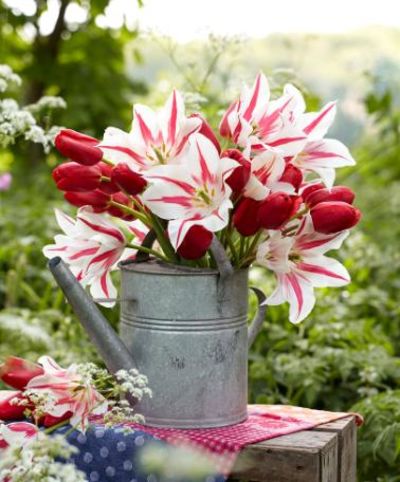 Tulpen 'Garden Bouquet' gemischt von Bakker auf blumen.de